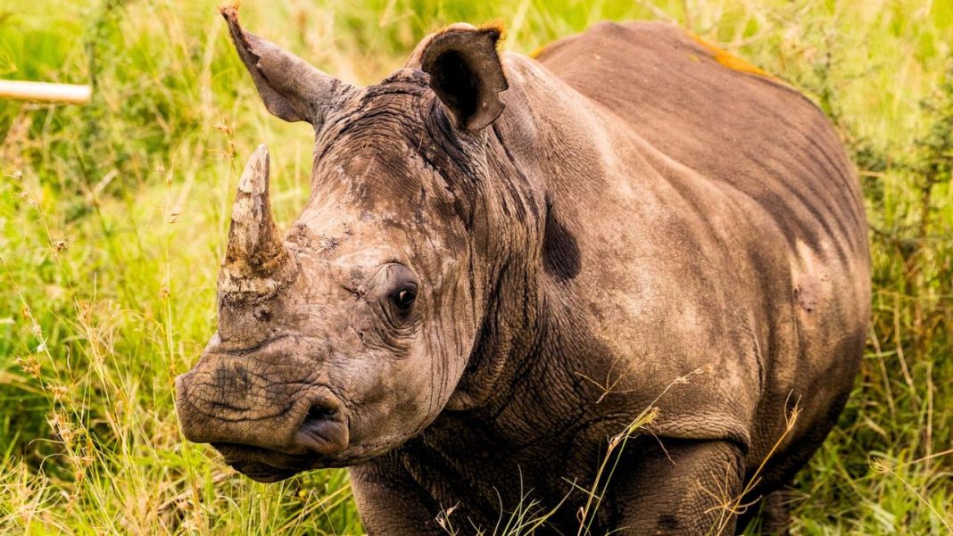 Rhino Poaching in 2025: Crisis, Hope & New Tactics