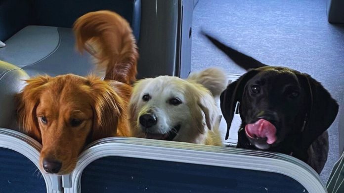 International Dog Day 2025, International Dog Day 2025,
