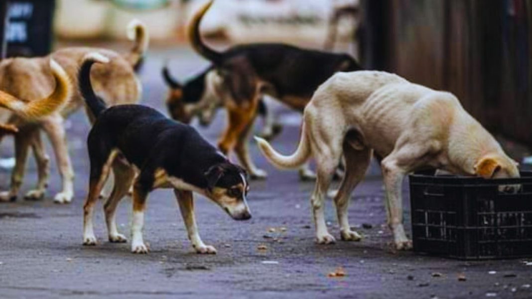delhi stray dogs