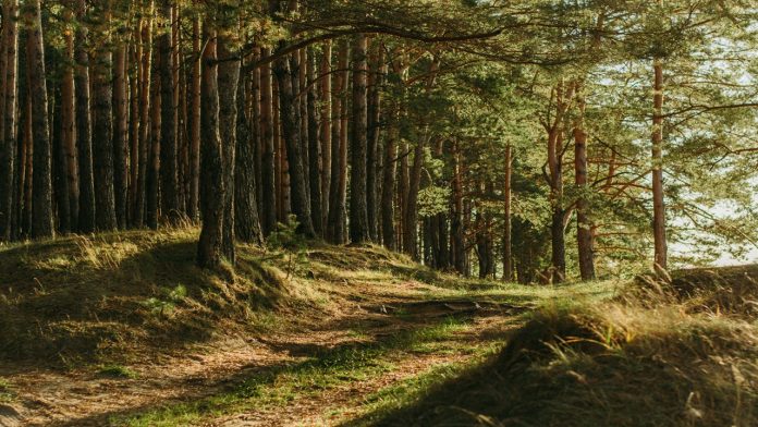forest Cities with the Largest Forest Cover in India