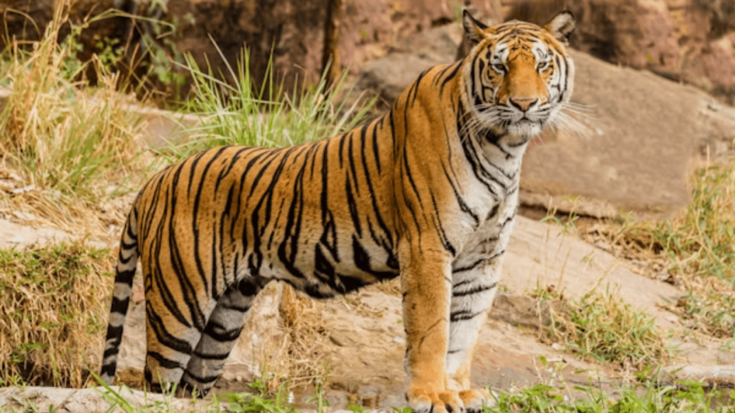 Gujarat Officially Recognised โTiger Stateโ And Home To Lions, Tigers, Leopards