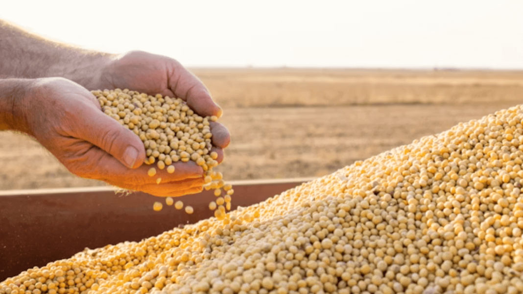 Direct Benefit Push: Madhya Pradesh Transfers โน810 Cr To Soybean Growers