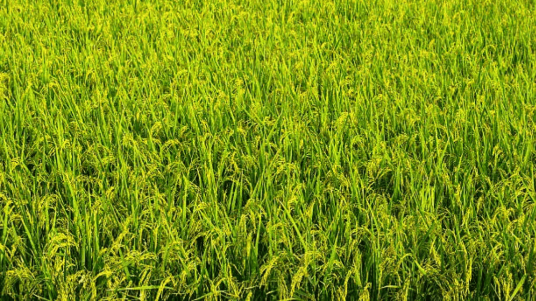 Surpassing China, India Becomes the Worldโs Largest Rice Producer in 2025