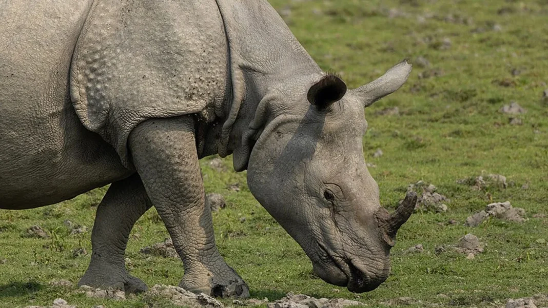 Scientists Discover 23-Million-Year-Old Arctic Rhino Fossil, Revealing Prehistoric Life
