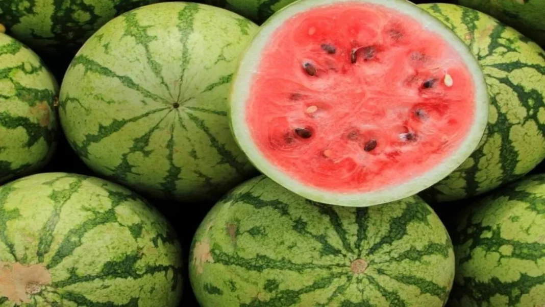 Mumbai Watermelon Tragedy: Doctors Issue Summer Alert After 4 Family Deaths
