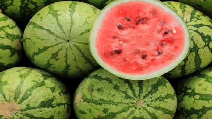 Mumbai Watermelon Tragedy Mumbai Watermelon Tragedy