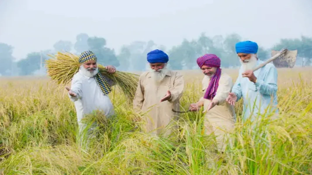 Punjab Govt Launches DSR Online Portal: How To Apply And Claim The ₹1,500 Per Acre Direct Cash Incentive