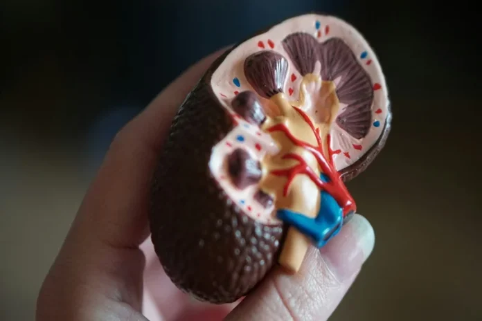 Harm Kidneys Harm Kidneys
