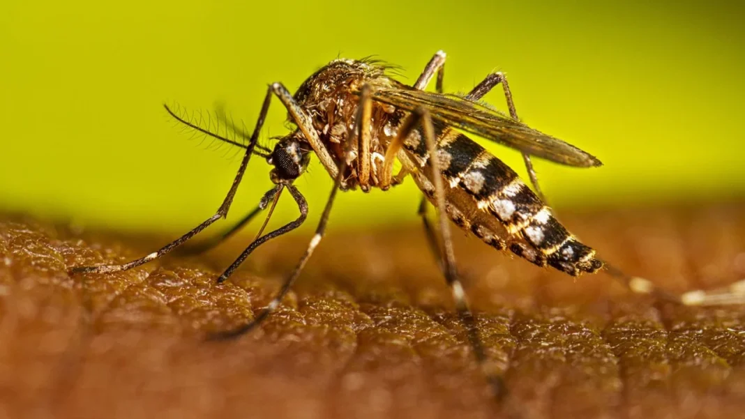 India’s First Dengue Vaccine Expected In 2027: Could Qdenga Change Prevention As Cases Continue To Rise? India’s First Dengue Vaccine