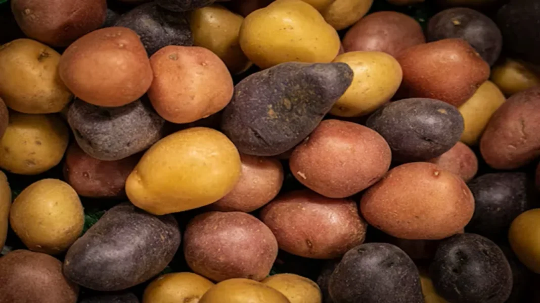 Purple Potatoes vs Regular Potatoes: Nutritional Differences, Antioxidants and Health Benefits Potato Nutrition Benefits
